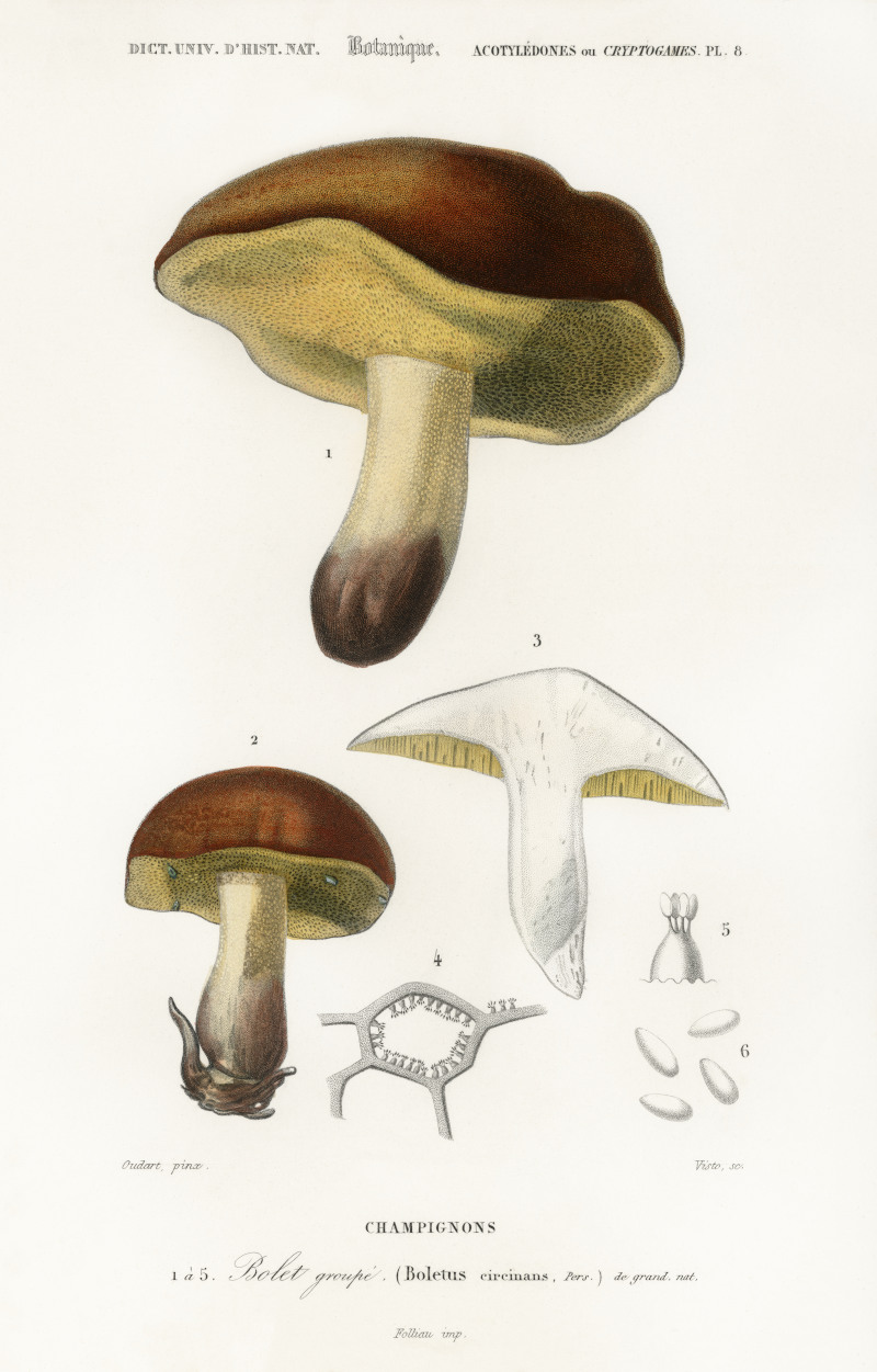 19th Century Mushroom Study by Charles Dessalines by D'Orbigny